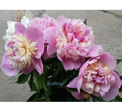 Півонія трав'яниста "Боул оф Бьюті" ("Bowl of Beauty")